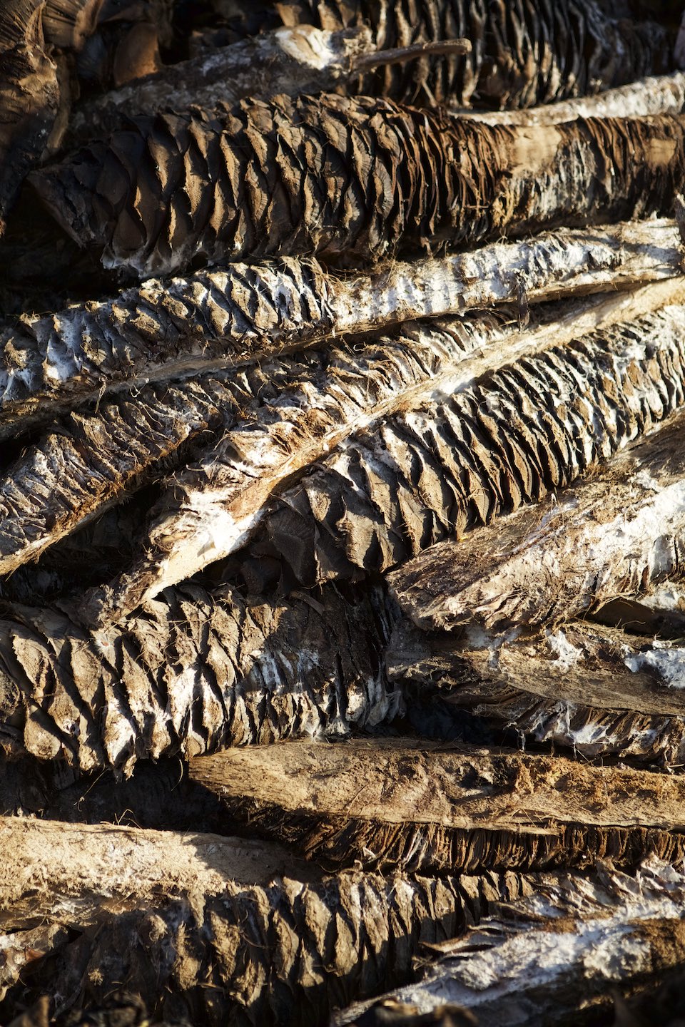 Smoked piñas during mezcal production.