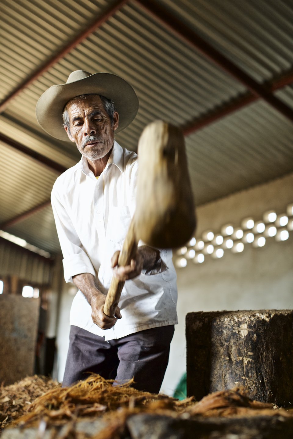 Farmer using a wooden mallet to crush agave fibers. 