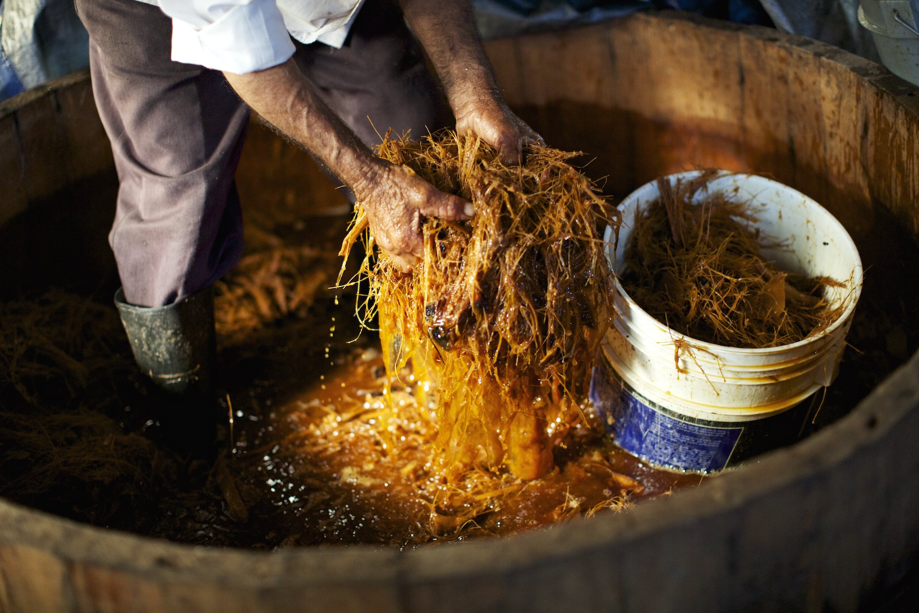 Farmer handling soaked agave fibers in a wood barrel. 