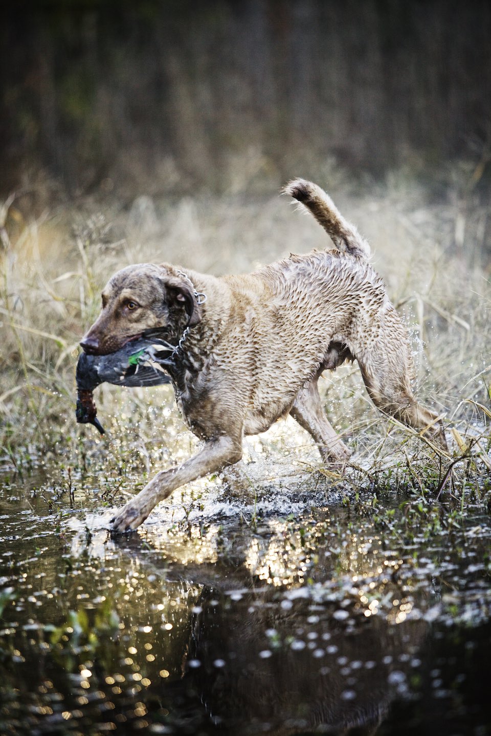 Hunting dog carrying a duck through shallow waters. 