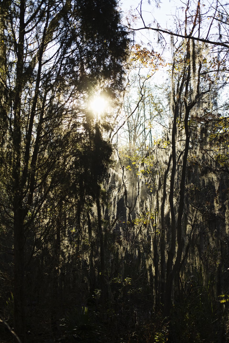 Sun shining through moss covered trees.