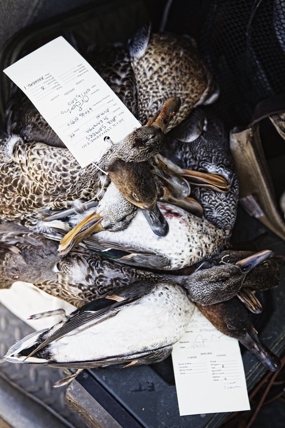 Ducks that have been killed are gathered and tagged for sale.