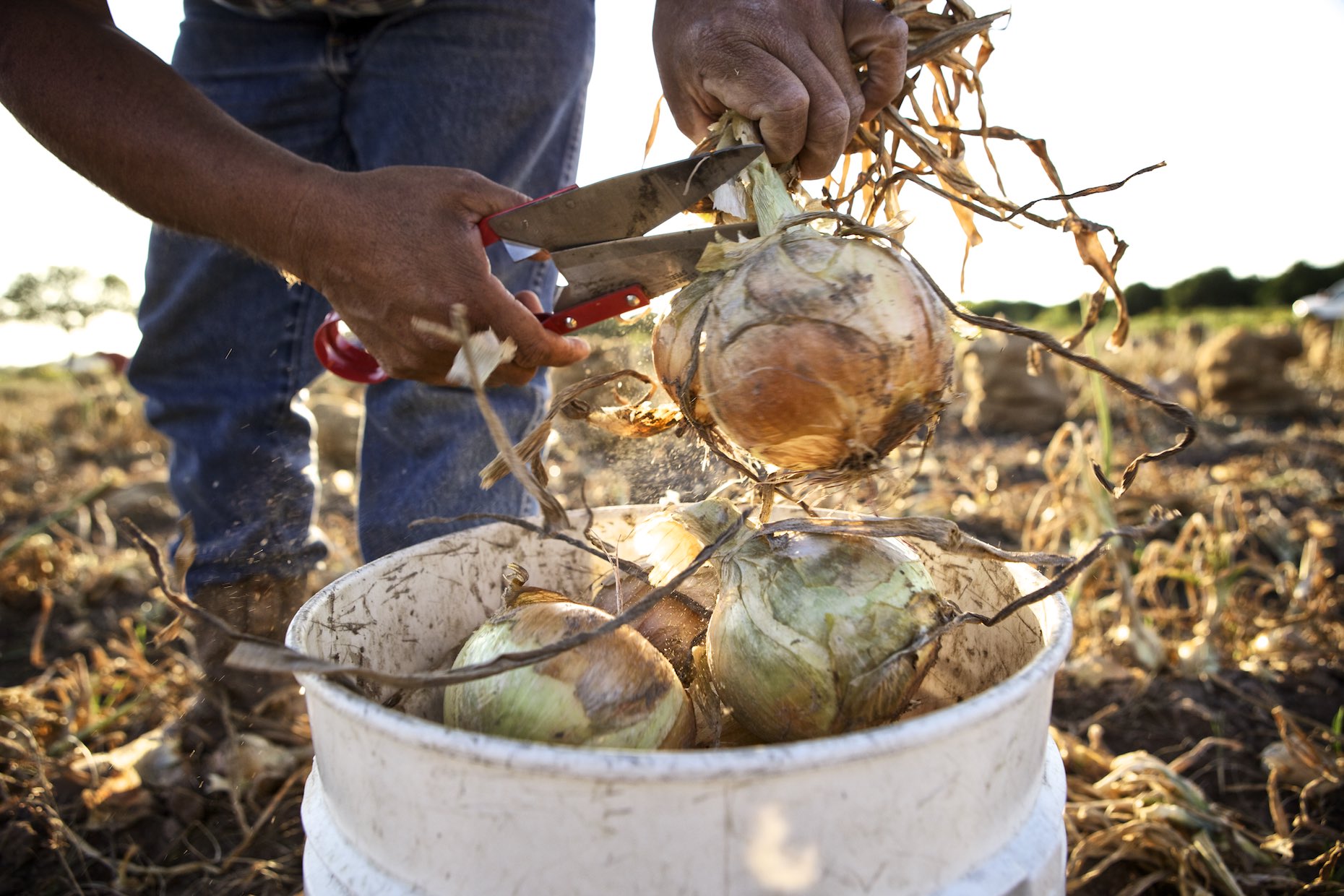 Farmer trimming freshly picked onions outdoors. 