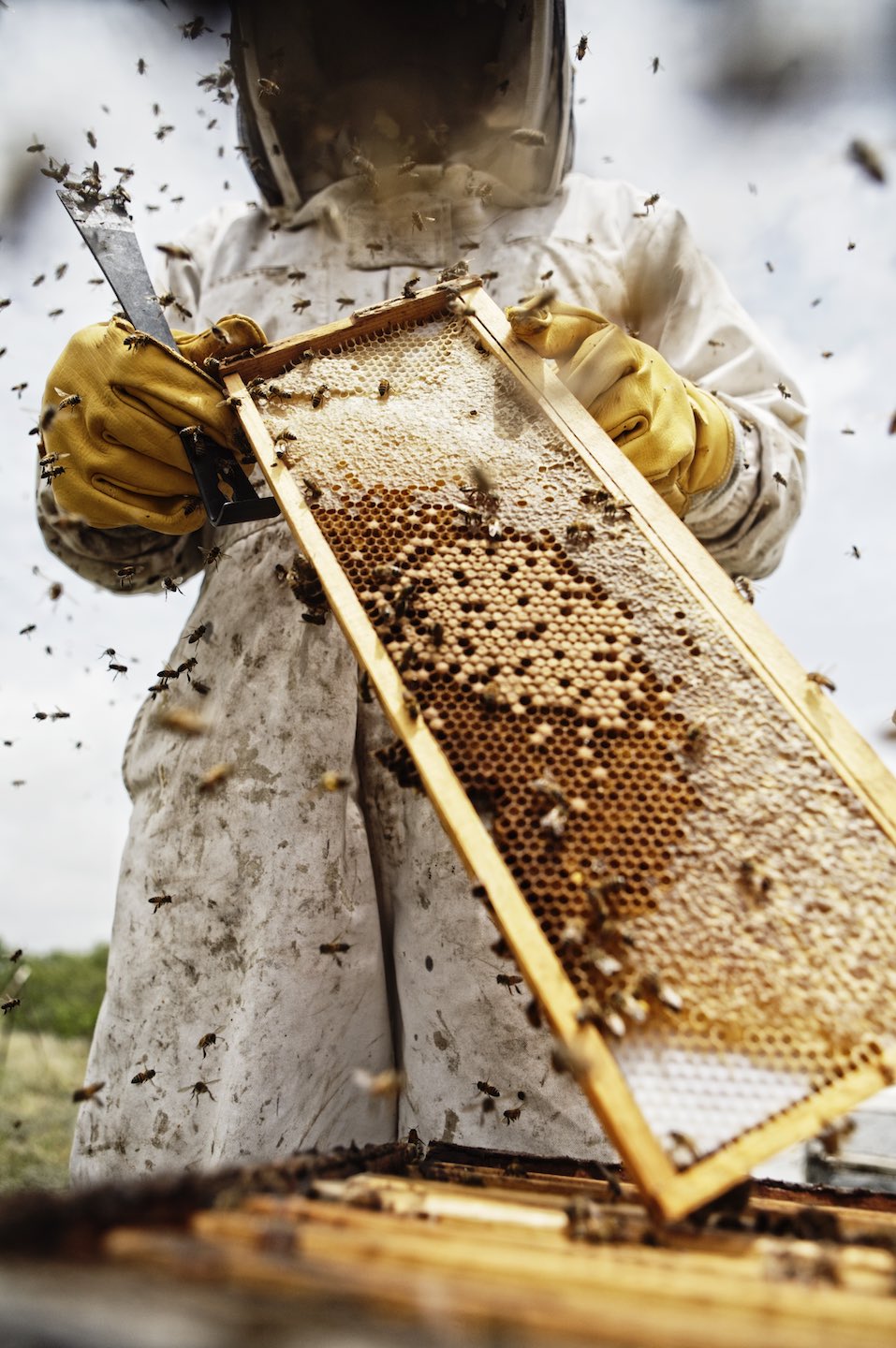 Beekeeper in gear holding a honeycomb surrounded by bees. 