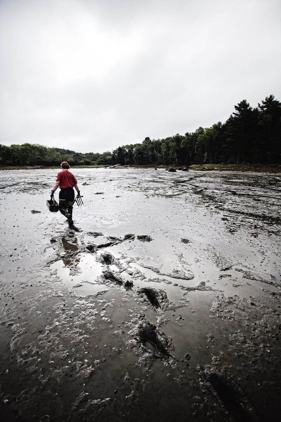Fisherman walking through a mud flat where clams are found. 