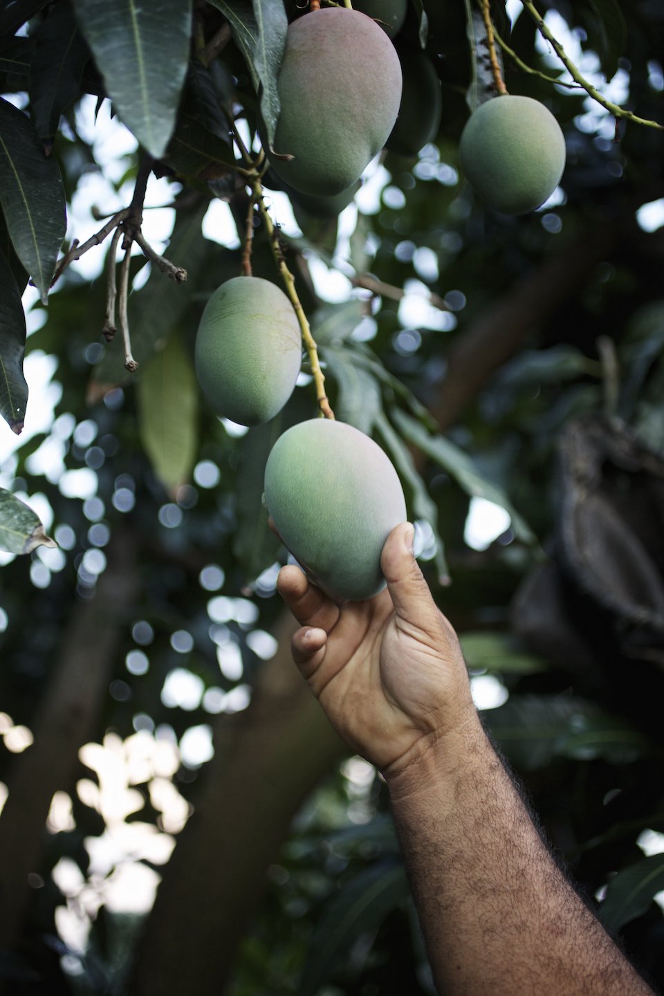 Hand reaching for a green, under-ripe mango in a tree. 