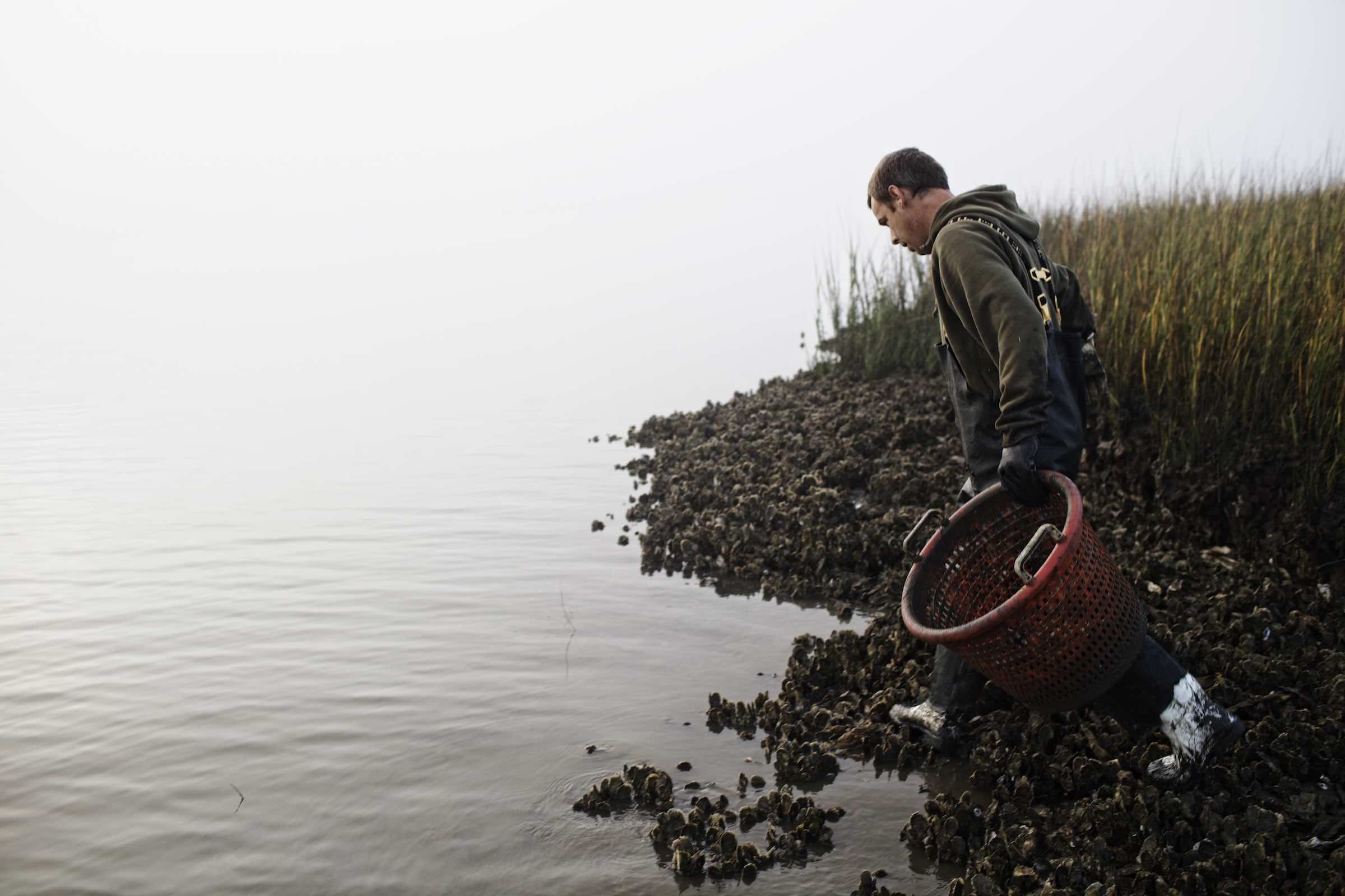Jody Horton Photography - Fisherman walking across gnarled beach during oyster harvest. 