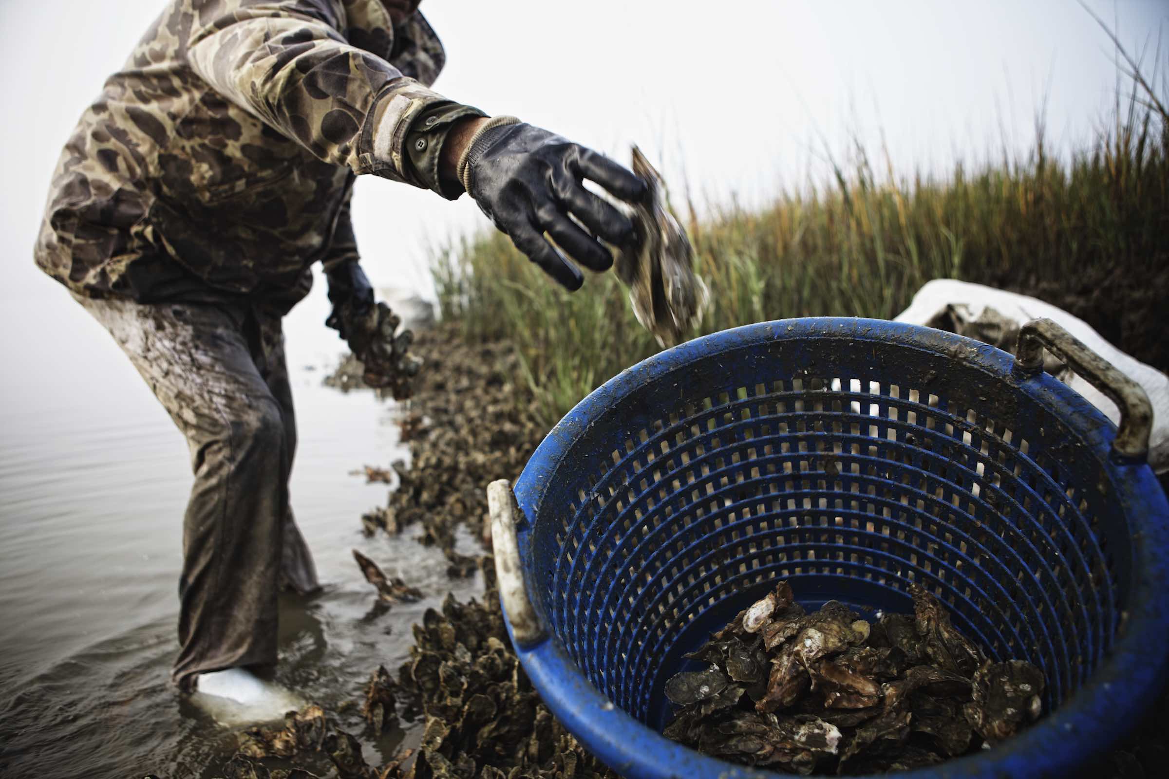 Jody Horton Photography - Fisherman tossing fresh caught oysters into a blue basket. 