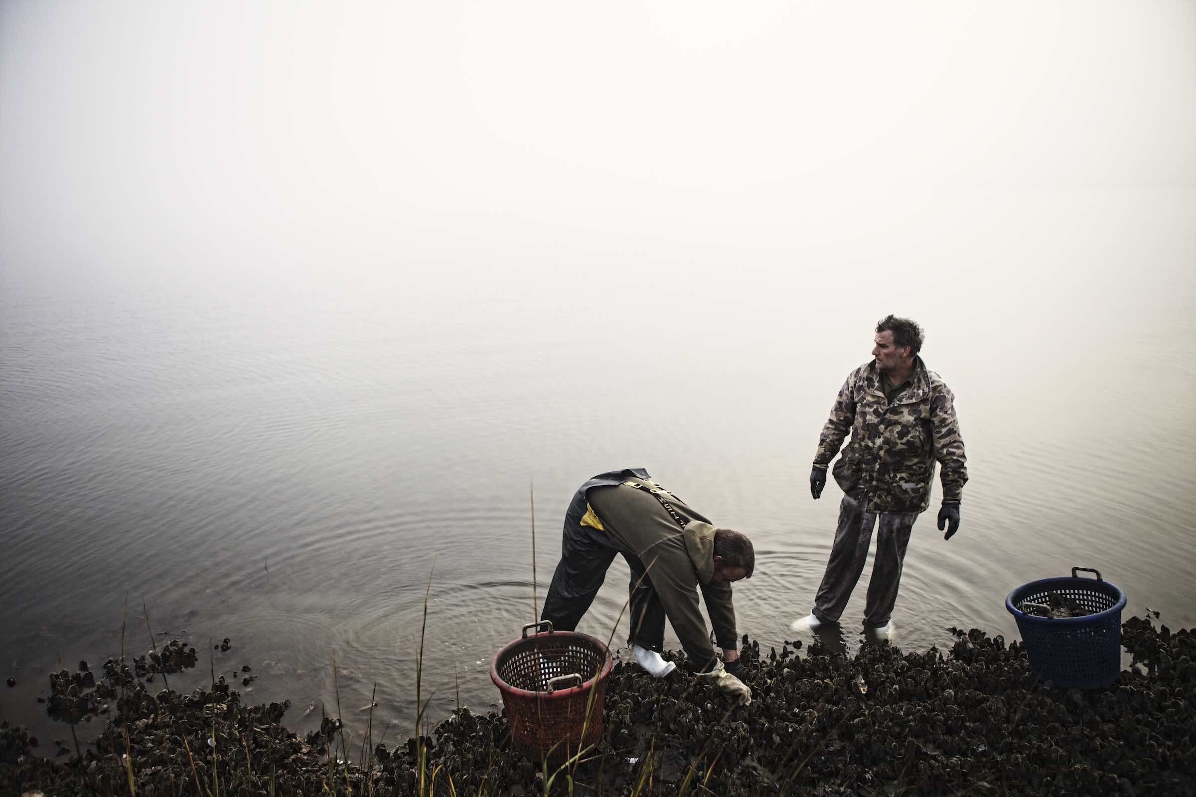 Jody Horton Photography - Fishermen standing in shallow water during oyster harvest.