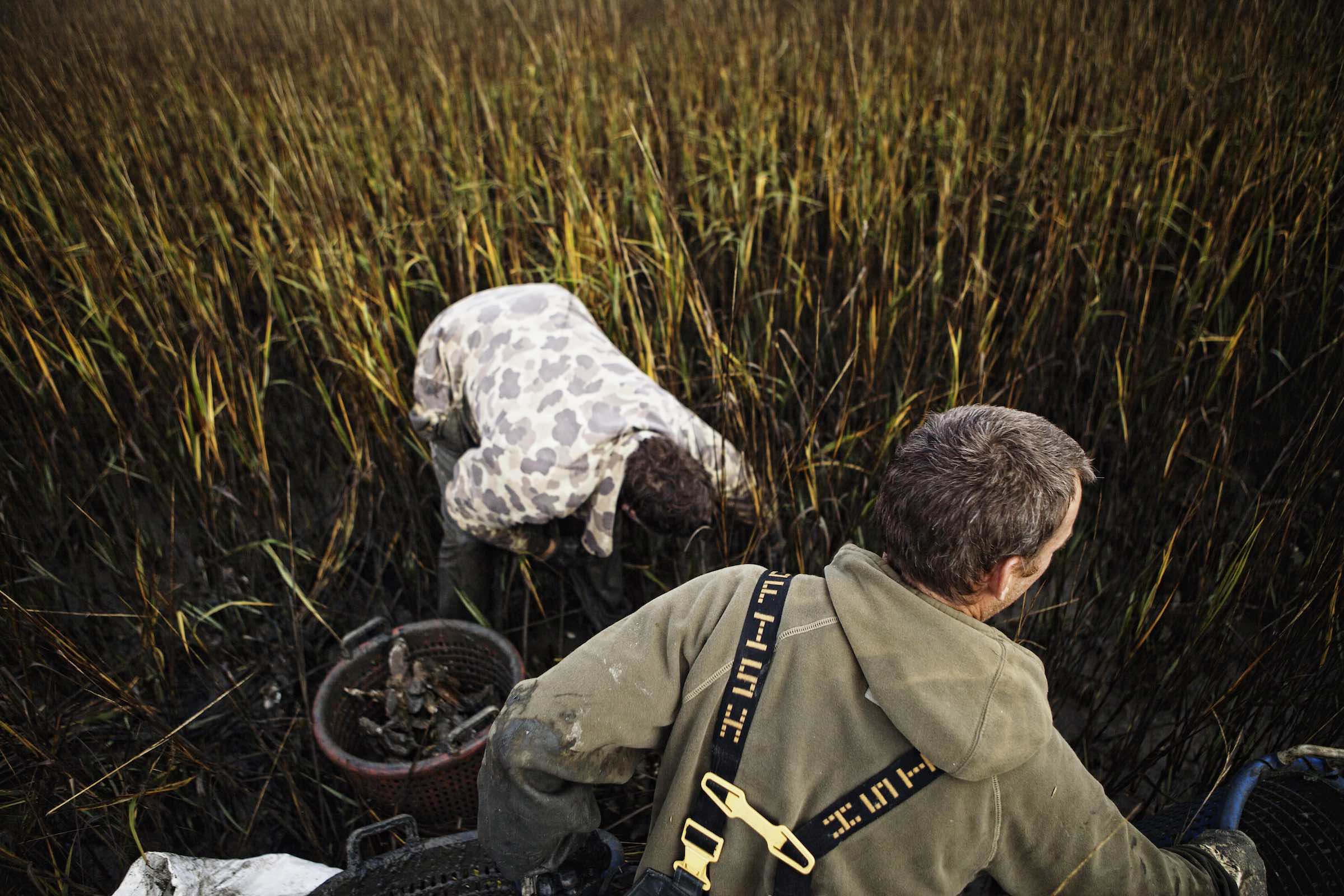 Jody Horton Photography - Fishermen harvesting oysters in marsh grasses. 