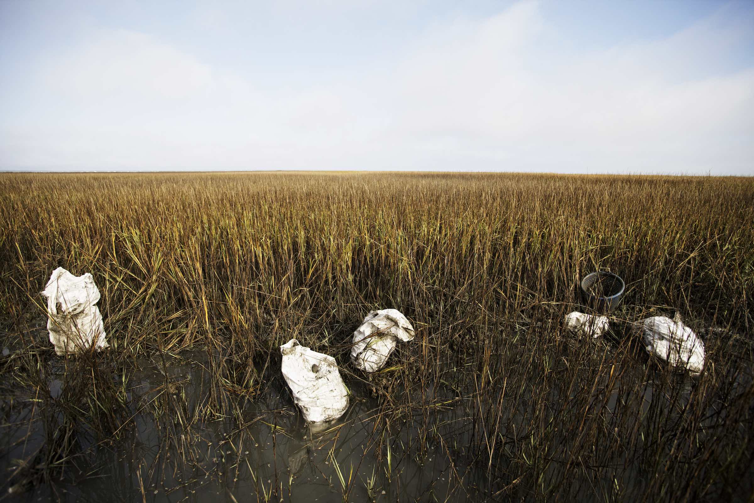 Jody Horton Photography - Fisherman walking through tall grasses during the  oyster harvest.