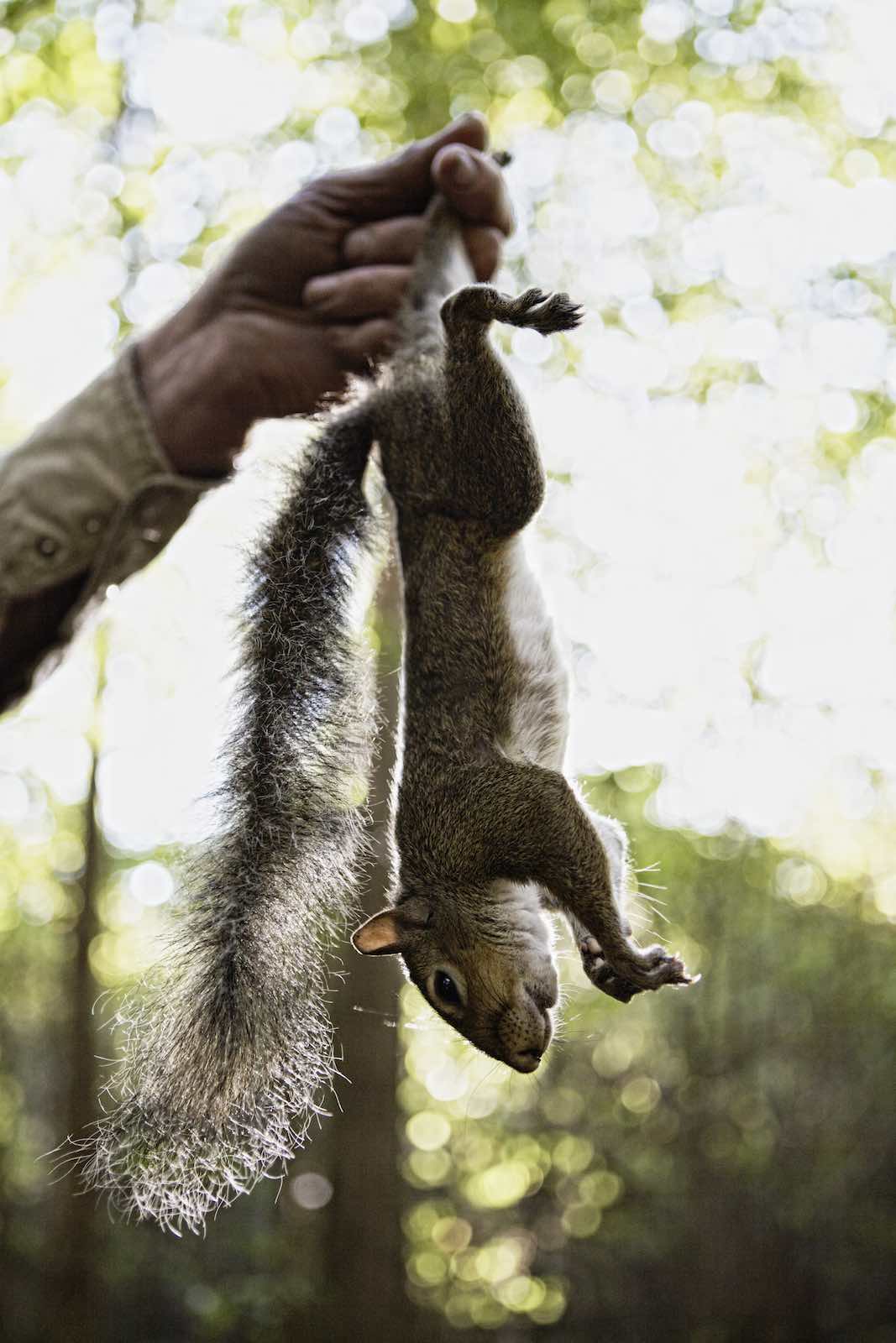 Jody Horton Photography - Dead squirrel hanging by its tail. 