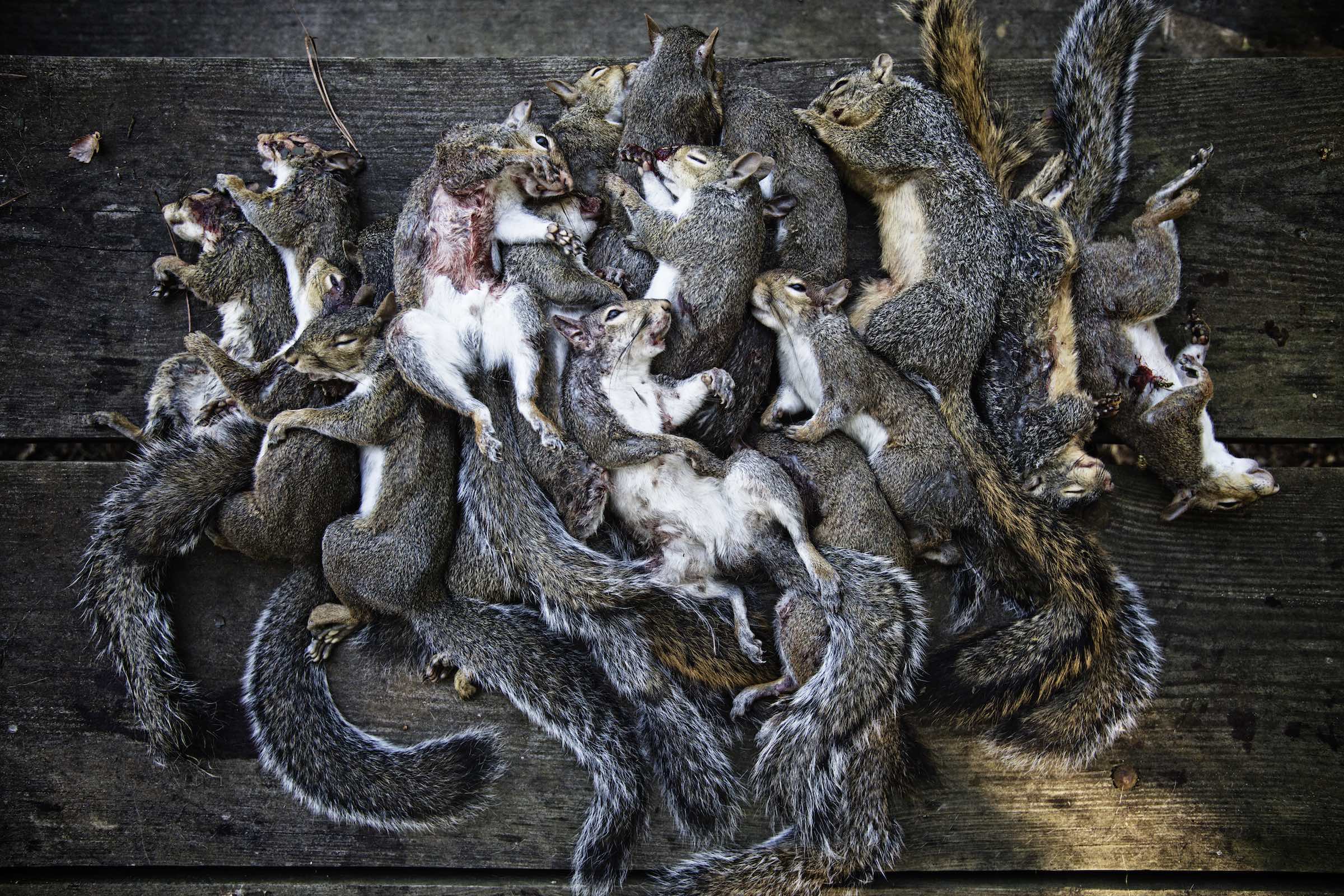 Jody Horton Photography - Dead squirrels piled together on a wood picnic table. 